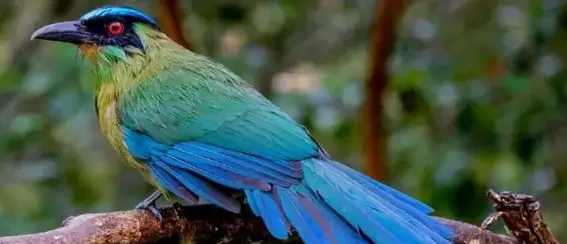 Perú es elegido como uno de los 8 mejores destinos del mundo para observar aves